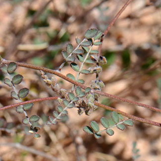 Marina parryi, Parry's False Prairie-clover, Southwest Desert Flora